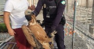Rescatan un buitre desorientado en el exterior del Hospital Santa Ana de Motril
