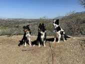 Layton residents advocate for off-leash dog park; city identifies potential site