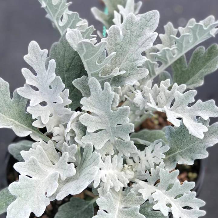 What is this pretty silvery plant?