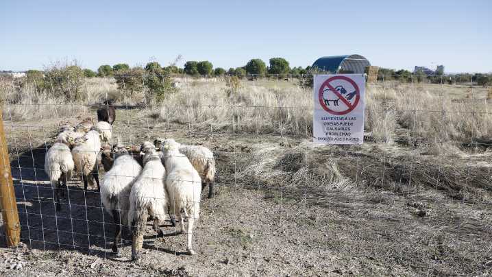 Ovejas y bicicletas para el Parque de Valdebebas