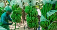 Perú firma protocolos para enviar banano y granada al mercado chino