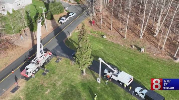 City welcomes this year's Christmas tree to New Haven Green