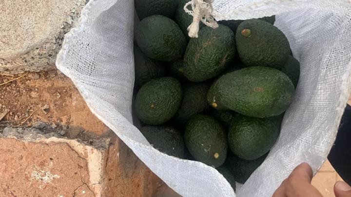 Investigan a dos personas por sustraer 57 kilos de aguacates en Veneguera