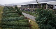 Christmas tree retailers find lots to like at a Pennsylvania wholesale auction