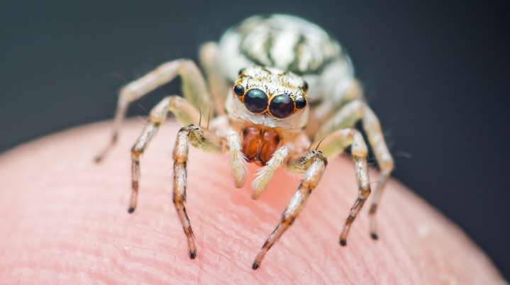 How To Spot And Get Rid Of Jumping Spiders In Your Home