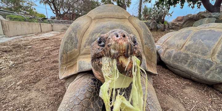 Muere Gramma, la tortuga de Galápagos más longeva del Zoológico de San Diego, tras más de un siglo de historia