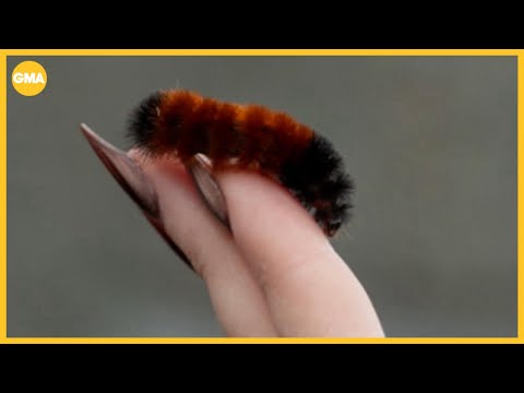 How these woolly worms are on winter weather watch