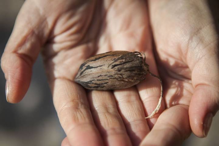Un puñado al día de este alimento puede reducir la inflamación y fortalecer las defensas