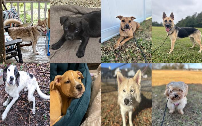 Midlands Pup Shots! November 25