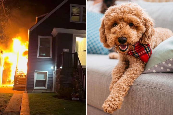 A 12-Pound Mini Goldendoodle Is a Hero Dog After Saving Family from Fire