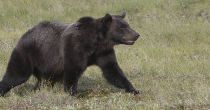 CP NewsAlert: Grizzly attacks B.C. students, RCMP say several hurt