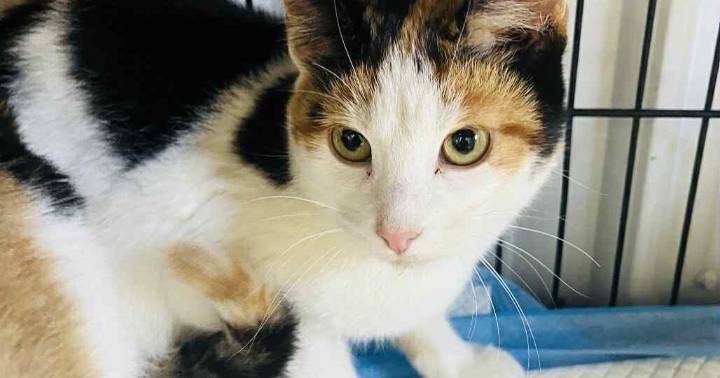 PETS OF THE WEEK: Sloane and Saturn