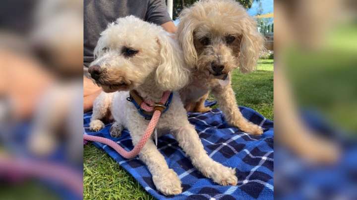 Two Elderly California Pups Hold On To Each Other After Losing Their Home