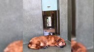 California Shelter Welcomes A Senior Street Dog, The Unexpected Turn Of Events Will Warm Your Heart