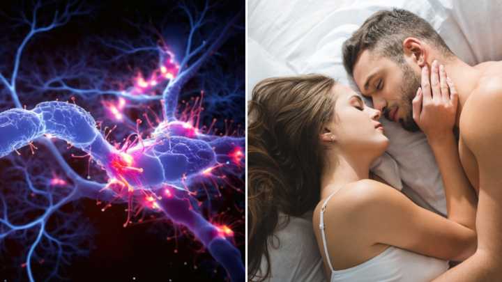 El momento exacto en que su cerebro se 'engancha' tras una relación sexual