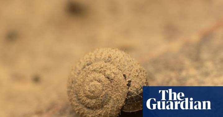 Search is on for the German hairy snail in London