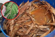 Chukum: el árbol de Yucatán que marcó tendencia en la arquitectura