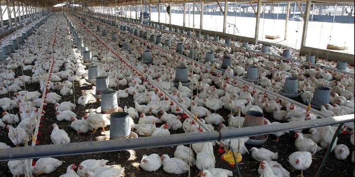 Perdonan una deuda de un millón de euros a una mujer que avaló los préstamos de su marido para salvar su granja de pollos