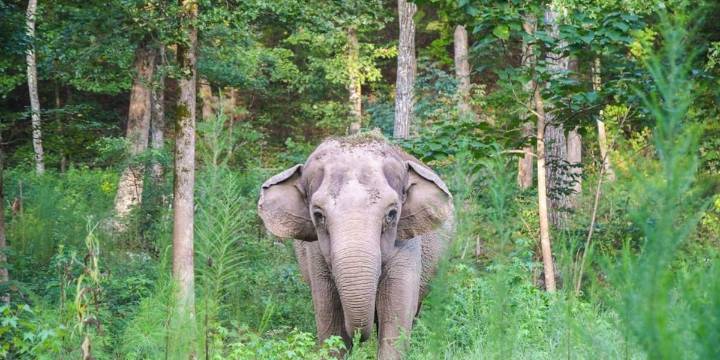 Former circus elephant dies at Tennessee’s Elephant Sanctuary