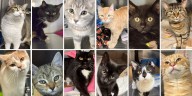 ‘Help!’: Portage Animal Protective League has nearly 130 cats in their care