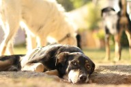 Corazón Patitas invita a reciclar y adoptar este domingo en el Bosque Urbano