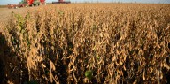 Sudamérica toma el control: ¿se viene un cambio de poder en el mercado global de la soja?