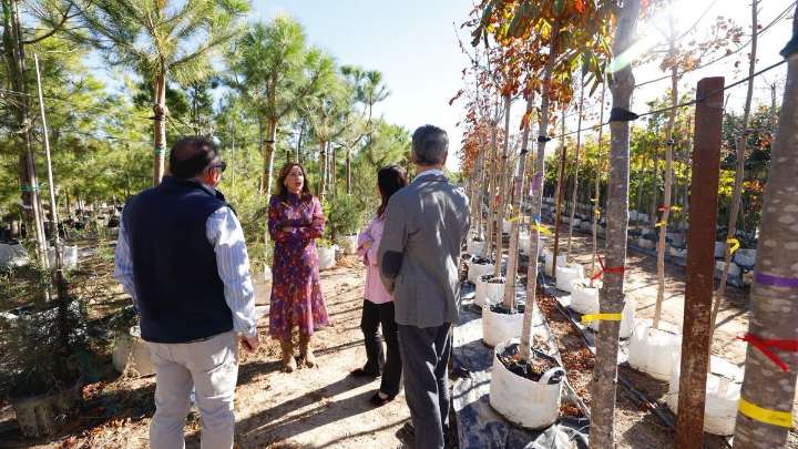 El nuevo plan de arbolado urbano costará un millón de euros: “Cada zaragozano debe ver al menos tres árboles desde su casa”