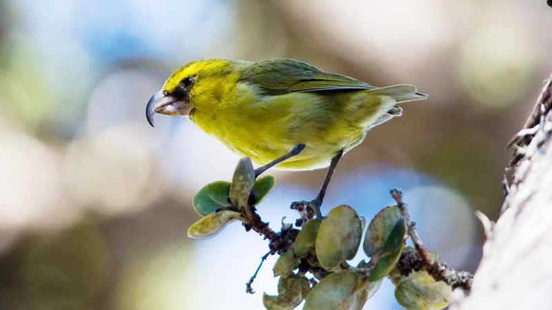 Thousands of mosquitoes are being dropped by drone over islands in Hawaii. Here’s why