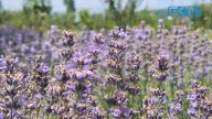 PURPLE HIGHWAY?: Lavender to paint Banihal-Qazigund stretch in fragrant bloom