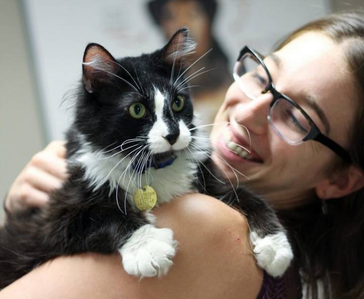 Denver events: Cat Fest, Ready Vet Go, Veterans Day and more