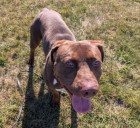 CNY SPCA Pet of the Week: Bentley is a dog, not a car