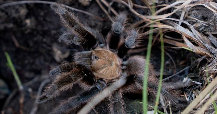 Missouri has native tarantulas. A St. Louis scientist says they’re docile ‘cupcakes'