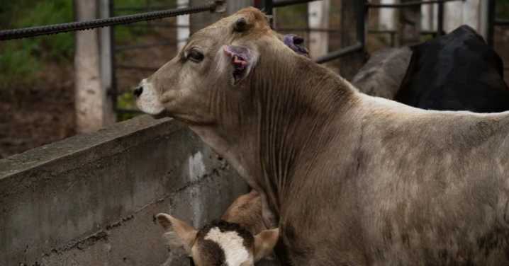 Para evitar plagas rechaza Senasica más de mil 65 embarques agropecuarios en 9 meses