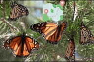 Llega Primera Mariposa Monarca con transmisor a Michoacán