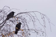 Portland starts Tuesday with patchy fog. Skies clear by afternoon; high 52