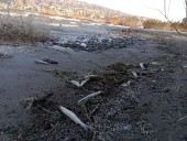 Cruces entre vecinos y la gobernación. La misteriosa mortandad de miles de peces tiene en vilo a un pueblo en San Juan