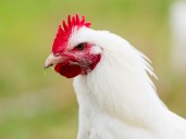 B.C. animal rescue group says bird flu detected at sanctuary