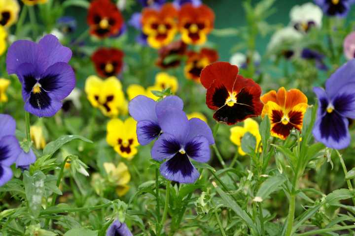 IN THE GARDEN: November to do lists and traveling swarms