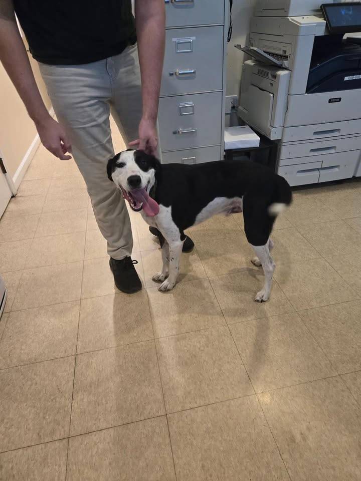 Lost dog found wandering near Mizzen and Poplar in Ocean Township