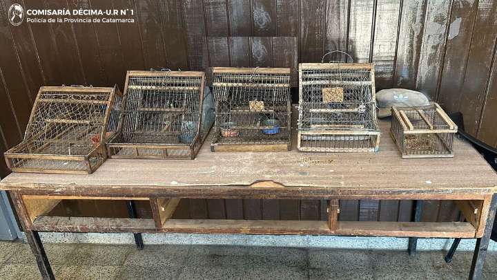 Policías recuperaron y liberaron aves silvestres