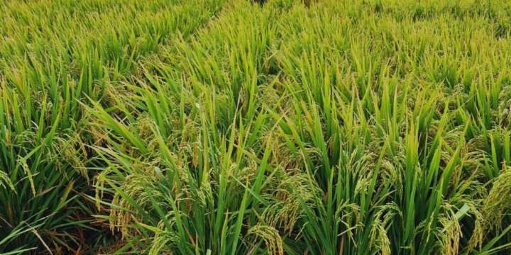 Dos nuevas variedades de arroz argentino que marcan un salto de calidad