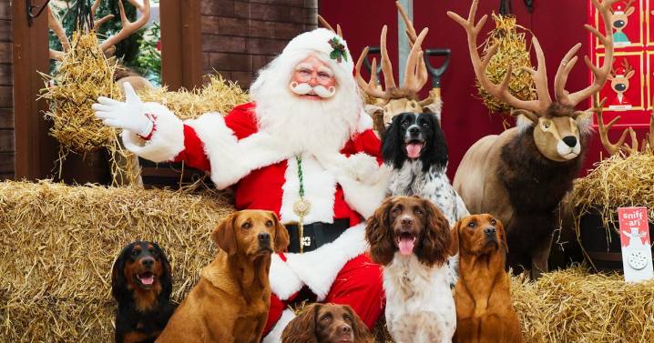 Four-legged family members can join in Christmas fun at Dobbies Livingston store