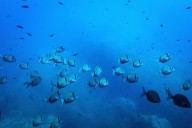 La minería en aguas profundas podría alterar la cadena alimentaria marina, advierte un estudio