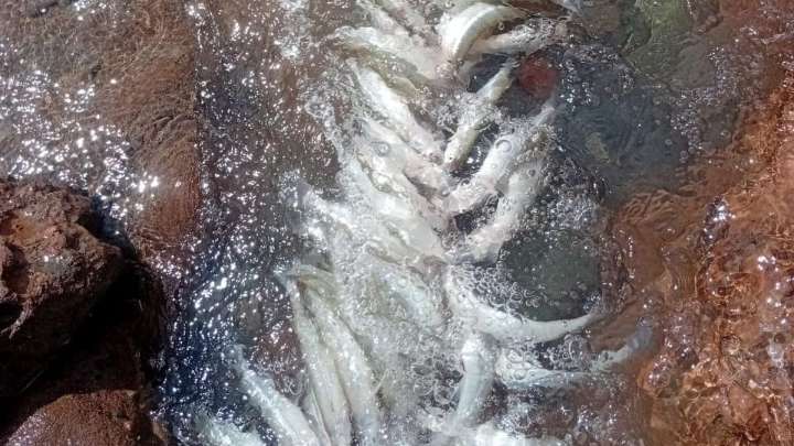 Alerta en Iglesia por la aparición de peces muertos en el Dique Cuesta del Viento