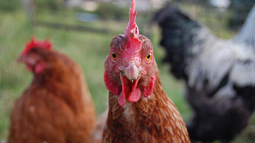 Mennonite Lady Accused of Hoarding Prized Hutterite Chickens