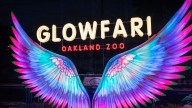 Tariffs making Oakland Zoo's 'Glowfari' tickets more expensive this year