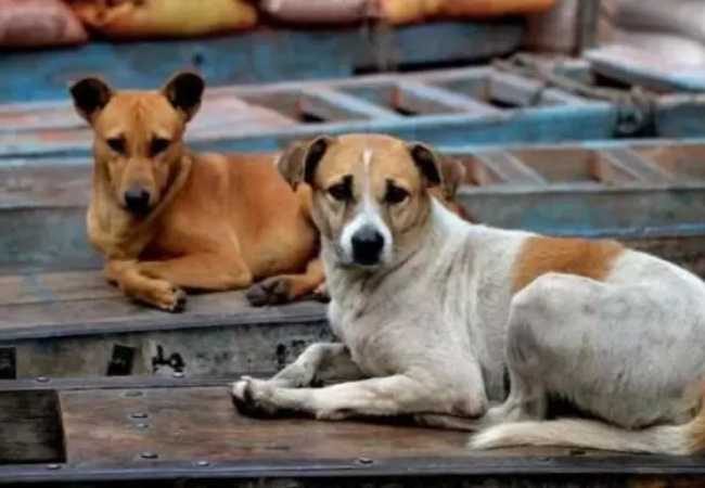 Six-year-old boy mauled by stray dogs in Mangaluru