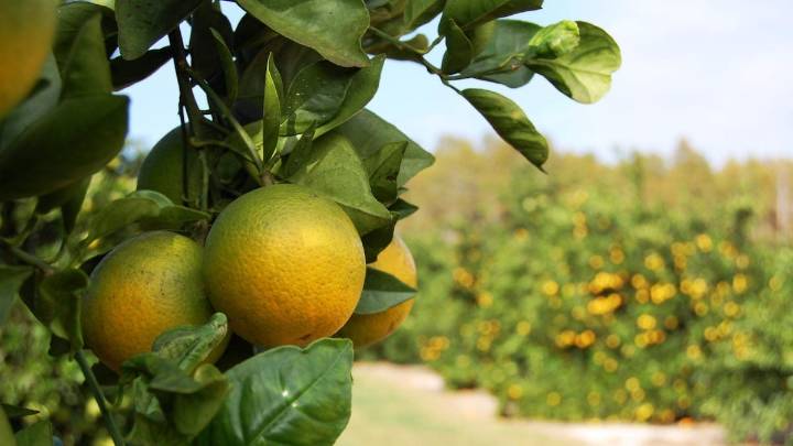 Florida’s citrus growers remain optimistic, despite the challenges