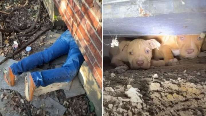 Rescue Mission In Missouri Brings Six Puppies And Their Mother Safely Out Of Cramped Crawlspace