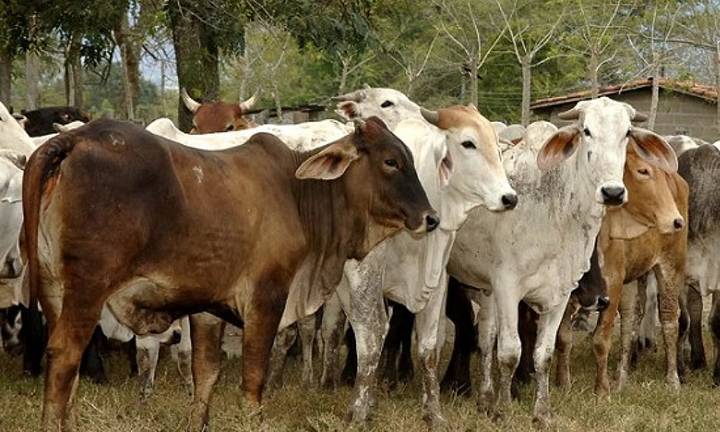 En 2026 iniciará revisión con posibilidad de volver a exportar ganado de Michoacán a EU